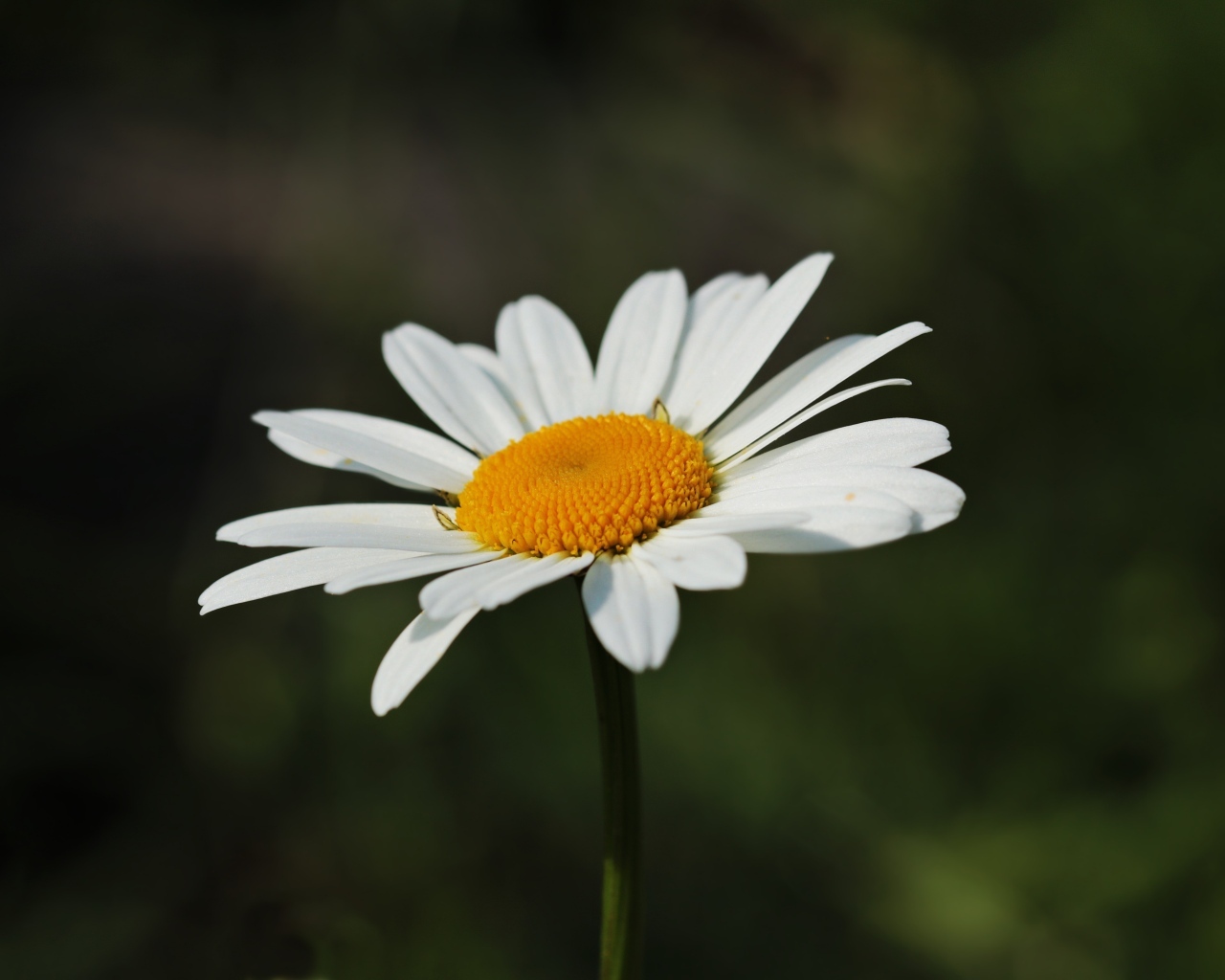 Белый цветок ромашки крупным планом