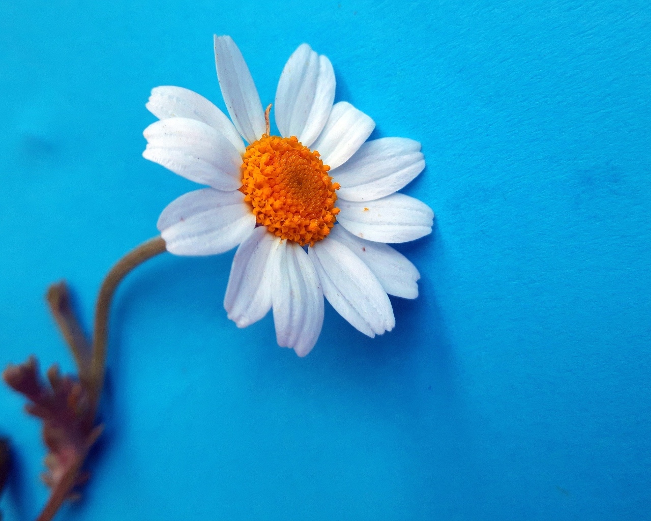 Белый цветок ромашки на голубом фоне