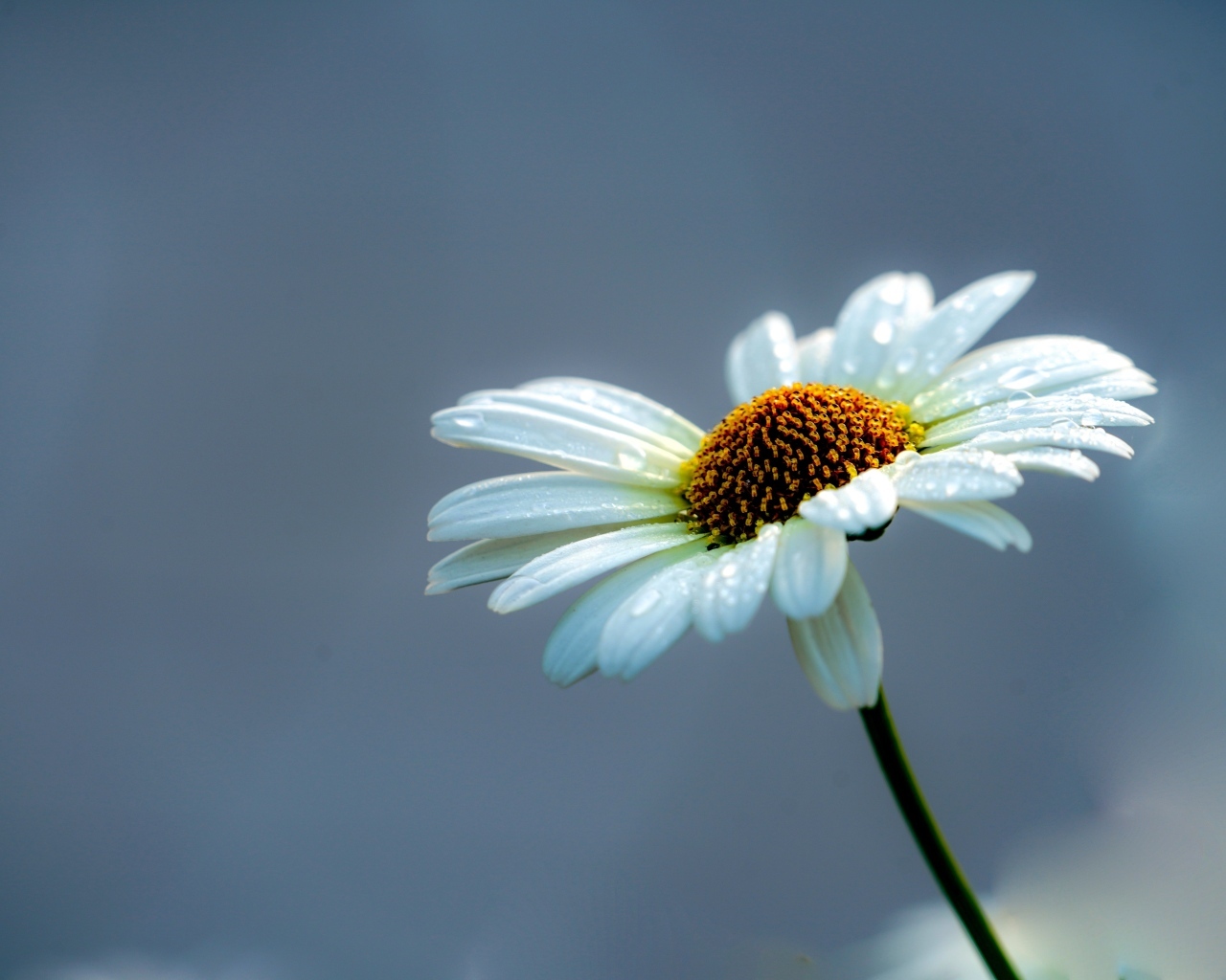 Белый цветок ромашки на сером фоне