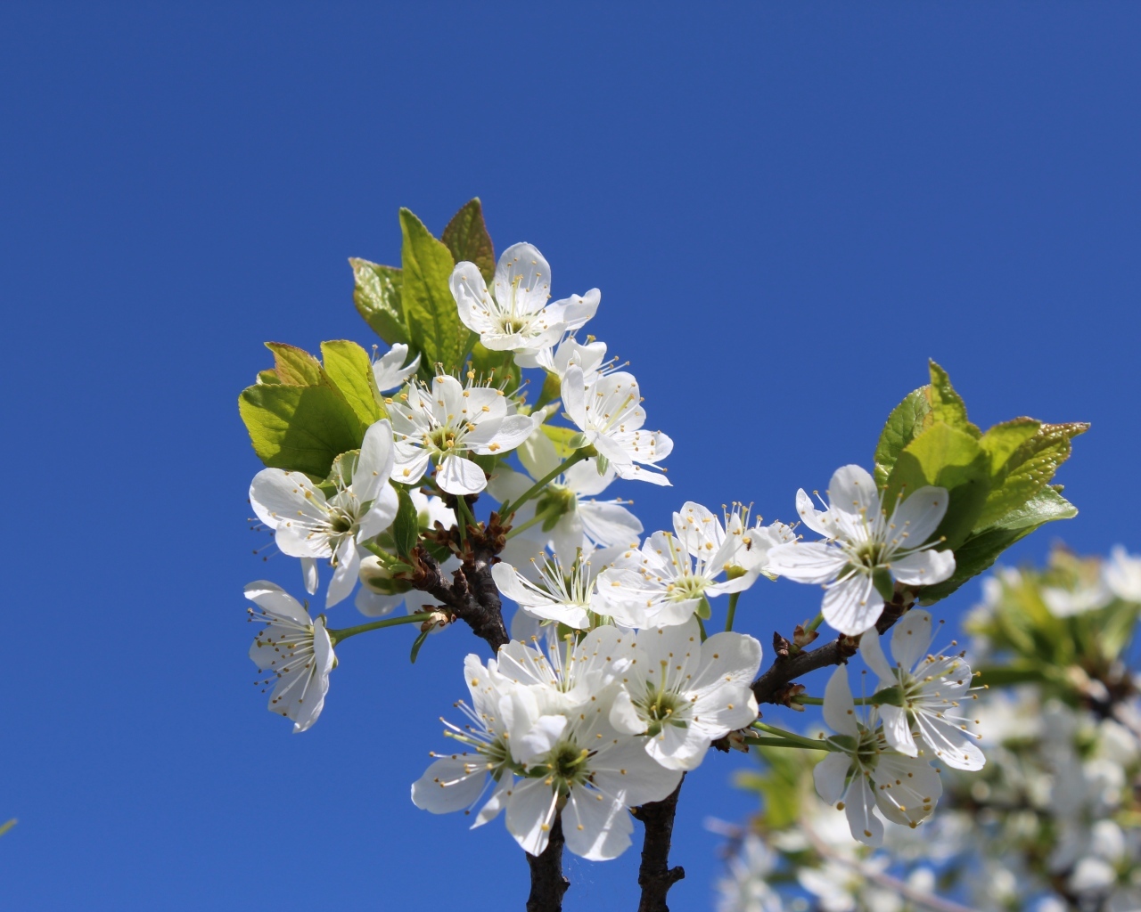 Белые цветы вишни на фоне голубого неба