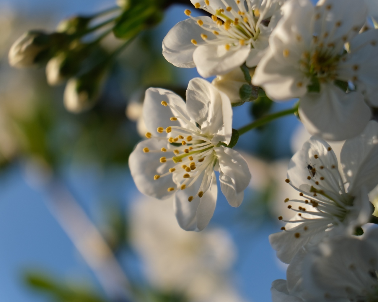 Белые цветы вишни распускаются на ветке весной