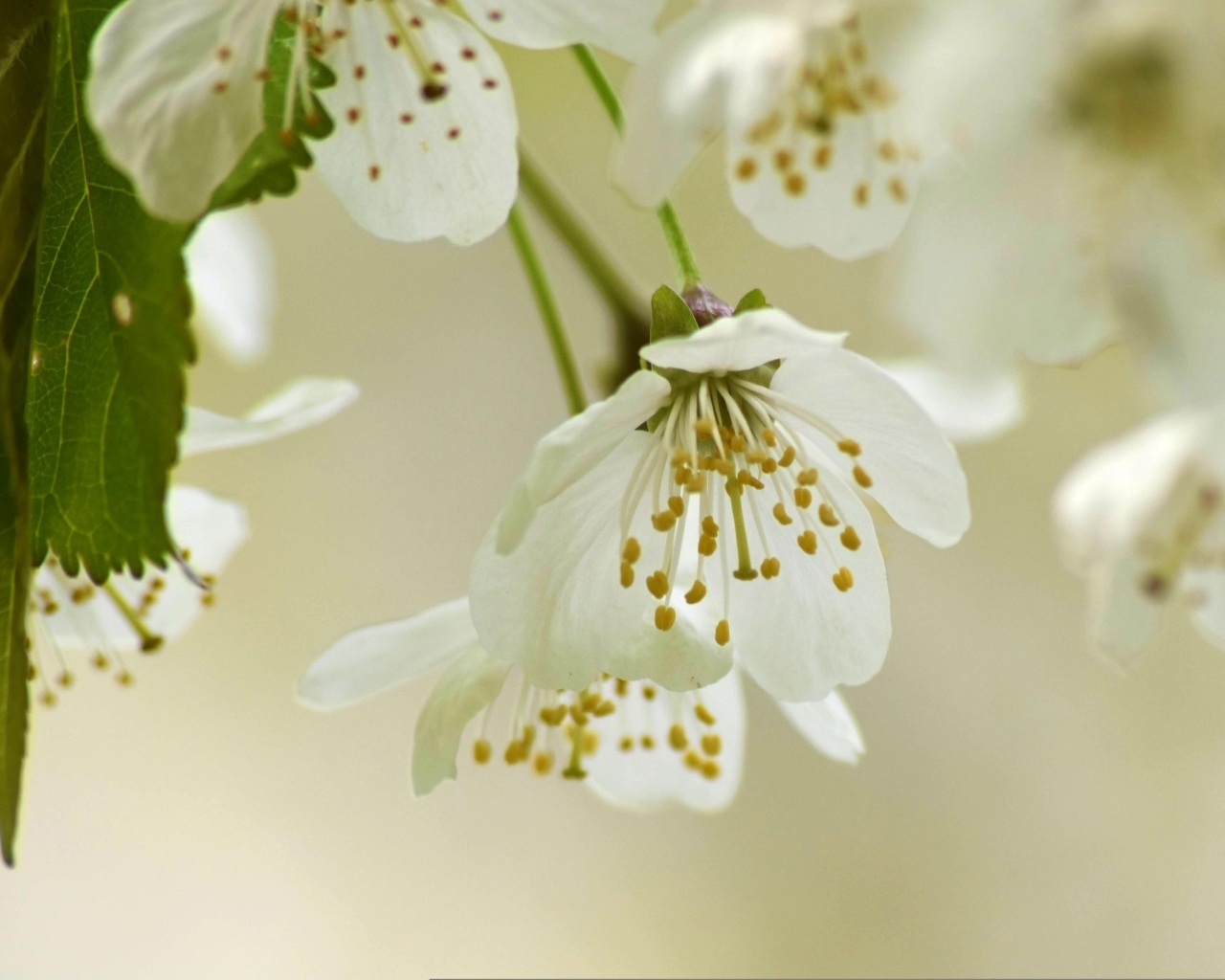 Белые цветы вишни крупным планом