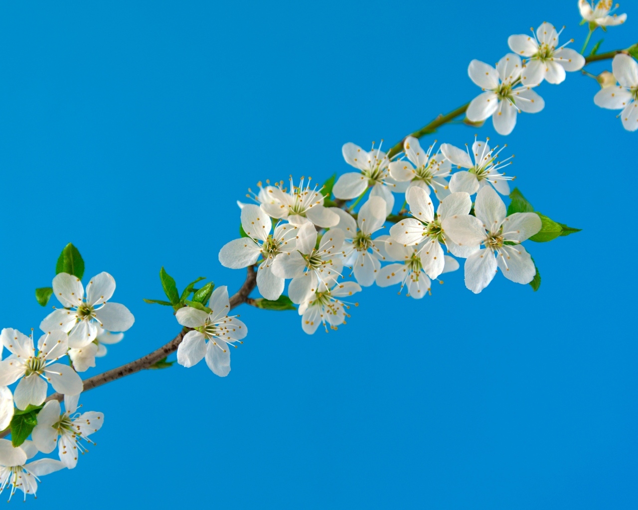 Белые цветы вишни на тонкой ветке на голубом фоне