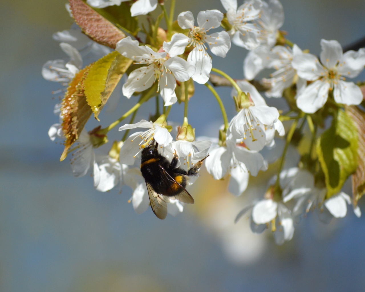 Белые цветы черешни со шмелем крупным планом