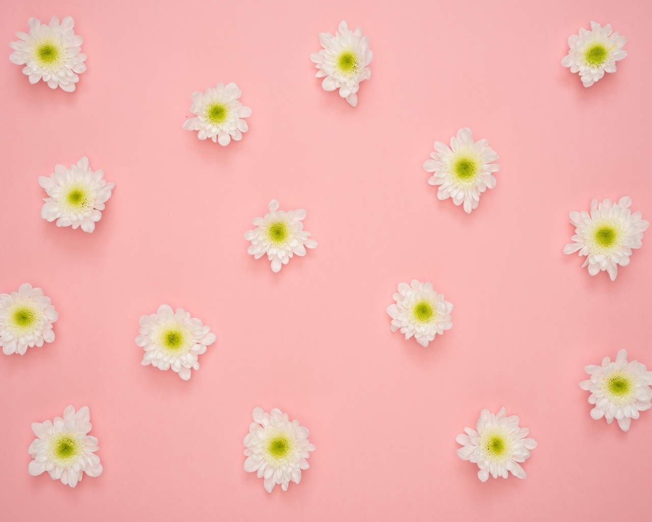 Белые цветы хризантемы на розовом фоне