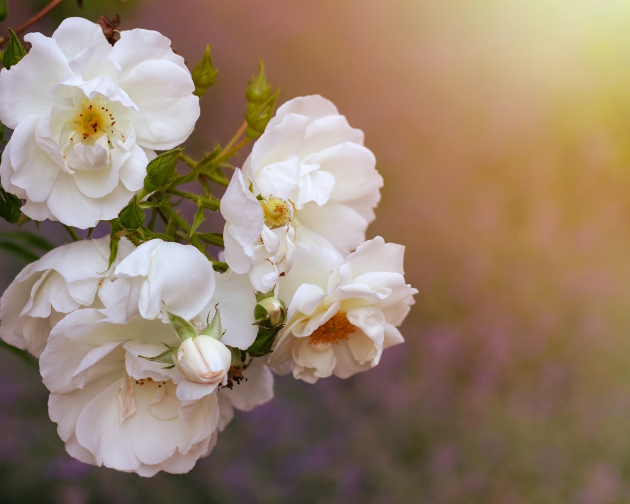 Белые цветы вьющейся розы