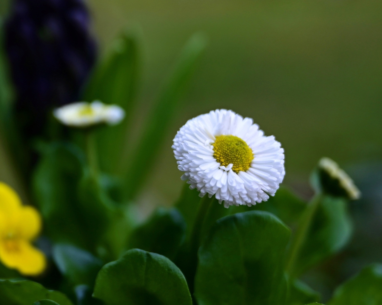 Белые маргаритки с зелеными листьями