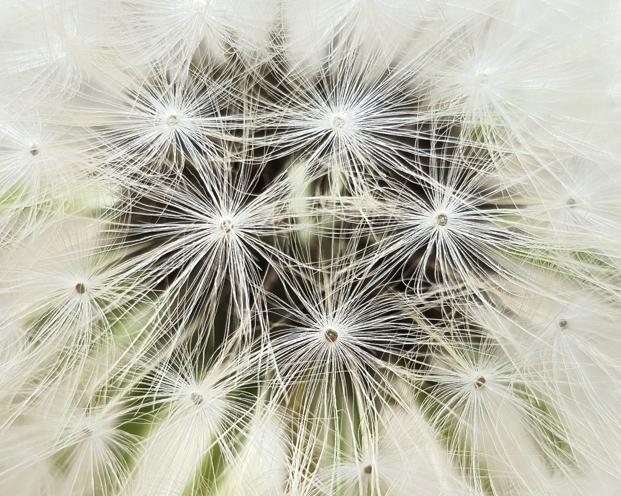 Белый цветок одуванчика крупным планом