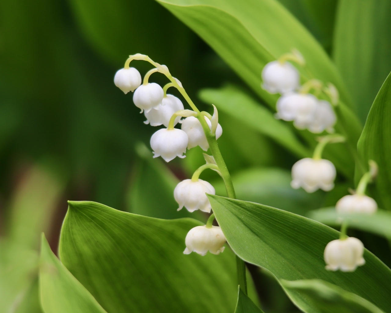 Белые нежные цветы ландыша с зелеными листьями