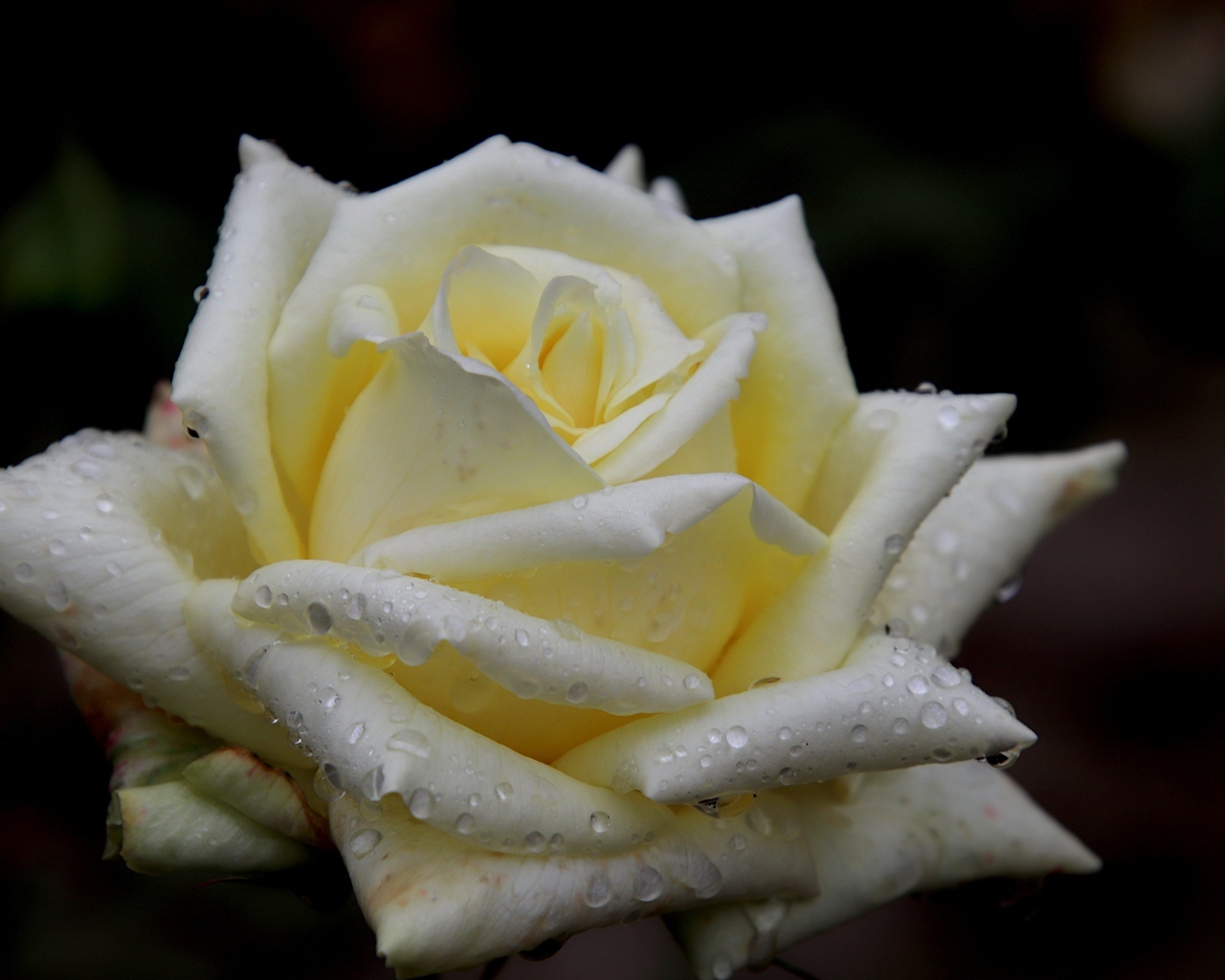 Белая нежная роза с росой на лепестках