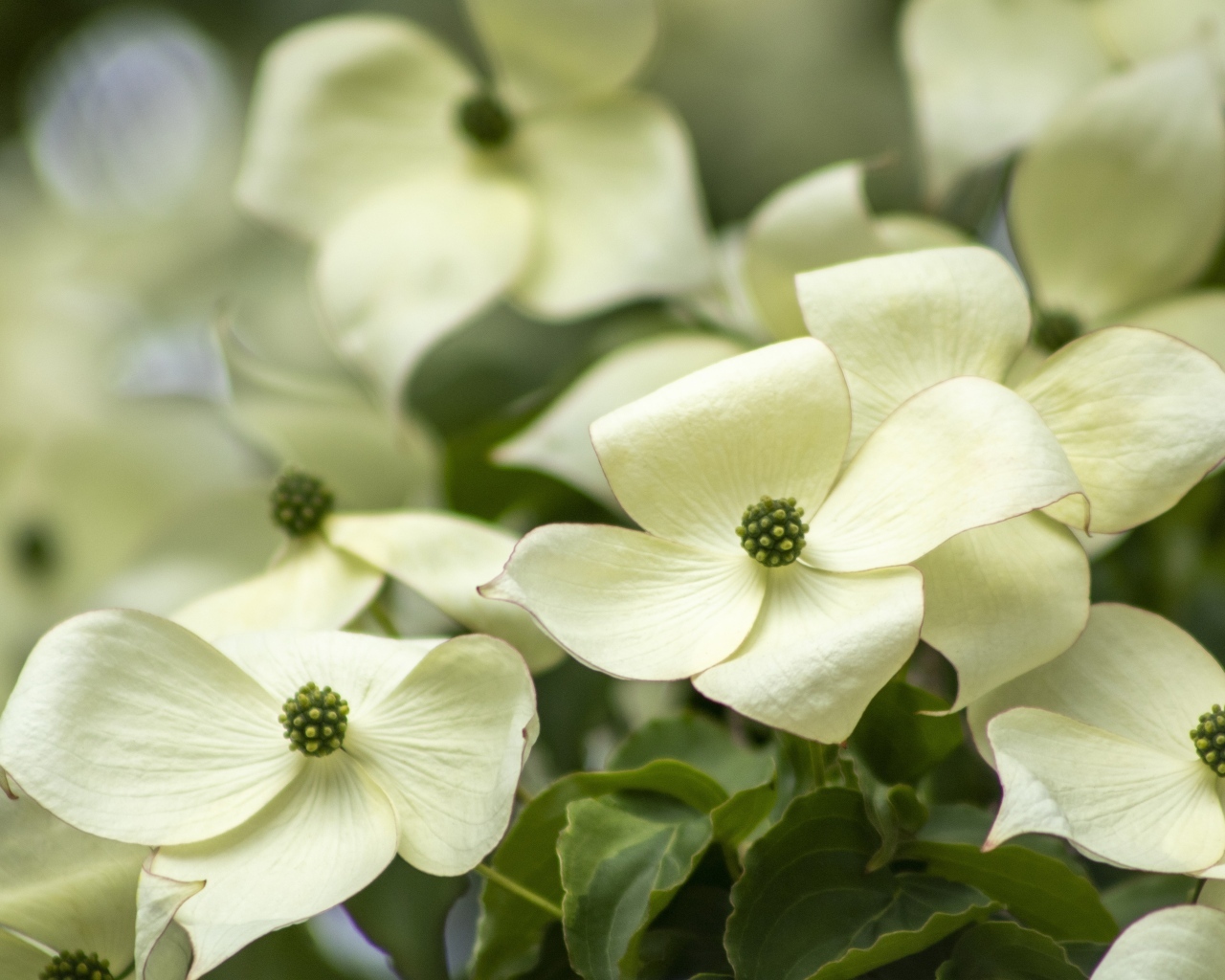 Белые цветы кизила крупным планом