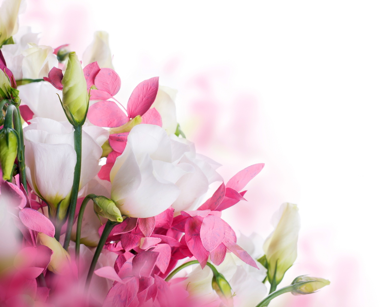 Белые цветы эустомы и розовые цветы