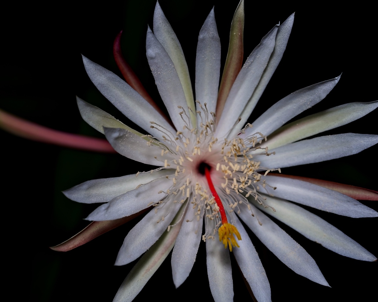 Белый экзотический цветок кактуса