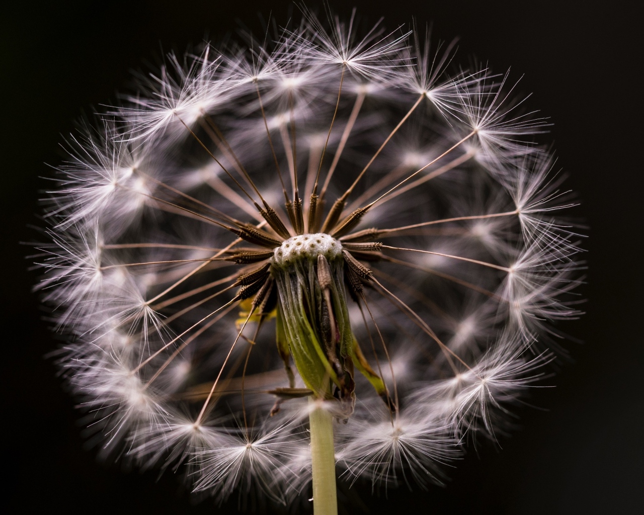 Белый отцветший одуванчик на черном фоне