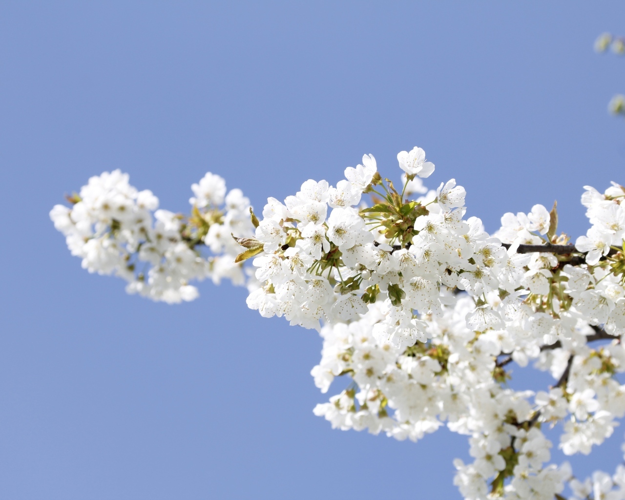 Белые цветы на ветке вишни на голубом фоне