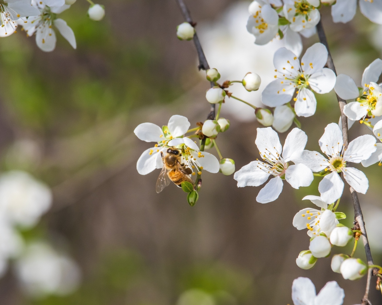 Белые хрупкие цветы вишни на ветке весной