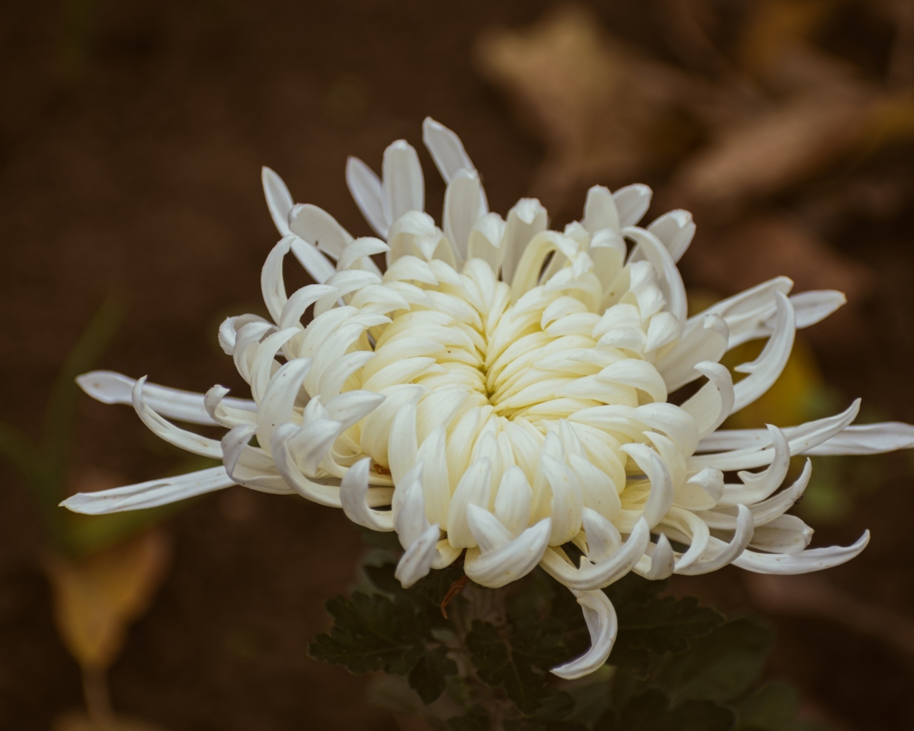 Белый цветок садовой хризантемы вблизи