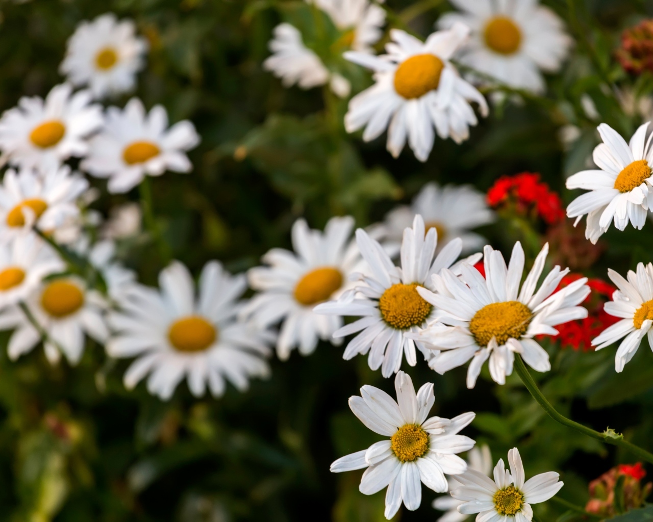 Белые садовые ромашки на клумбе