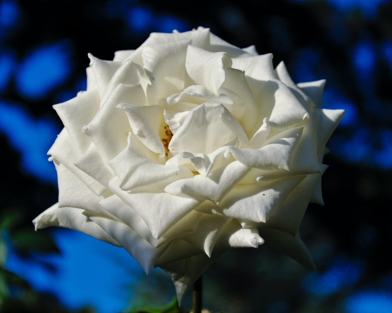 Белая садовая роза в лучах солнца