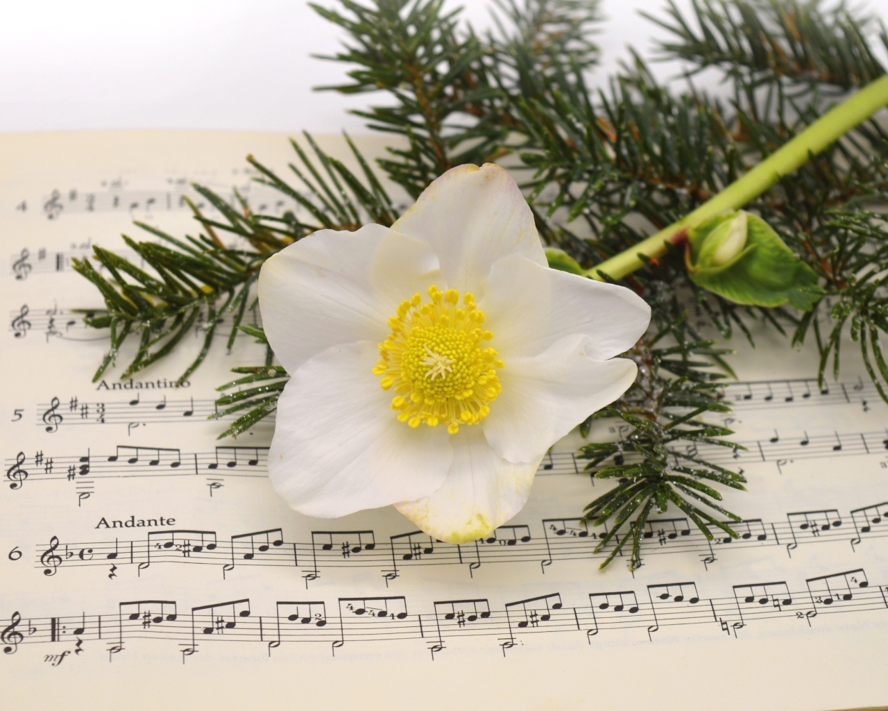 Белый цветок морозника с еловой веткой на нотной тетради
