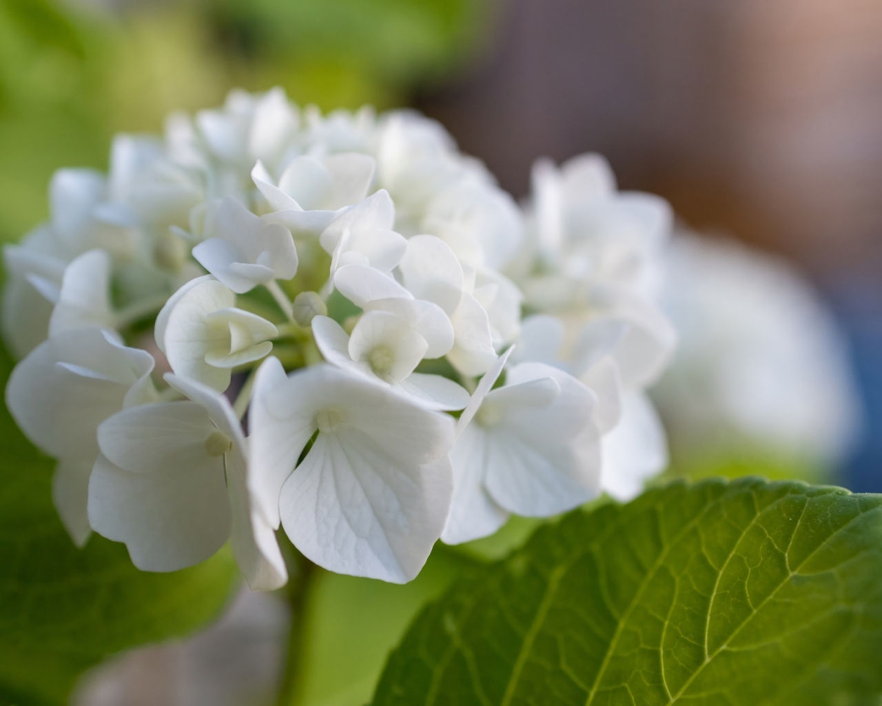 Белые цветы гортензии с зелеными листьями