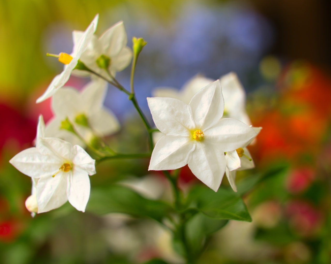 Белые комнатные цветы крупным планом