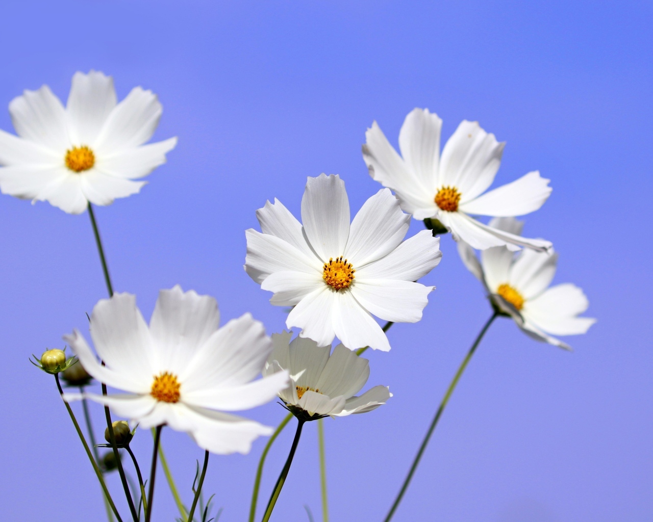 Белые цветы космея на фоне голубого неба