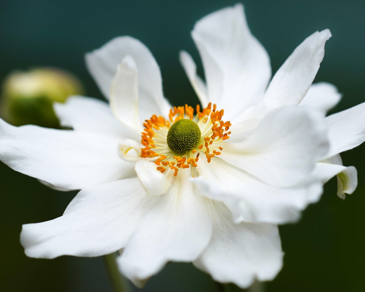 Белый крупный цветок анемоны в саду