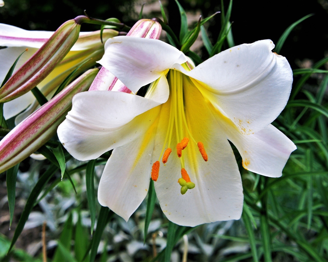 Белые крупные цветы садовой лилии с бутонами