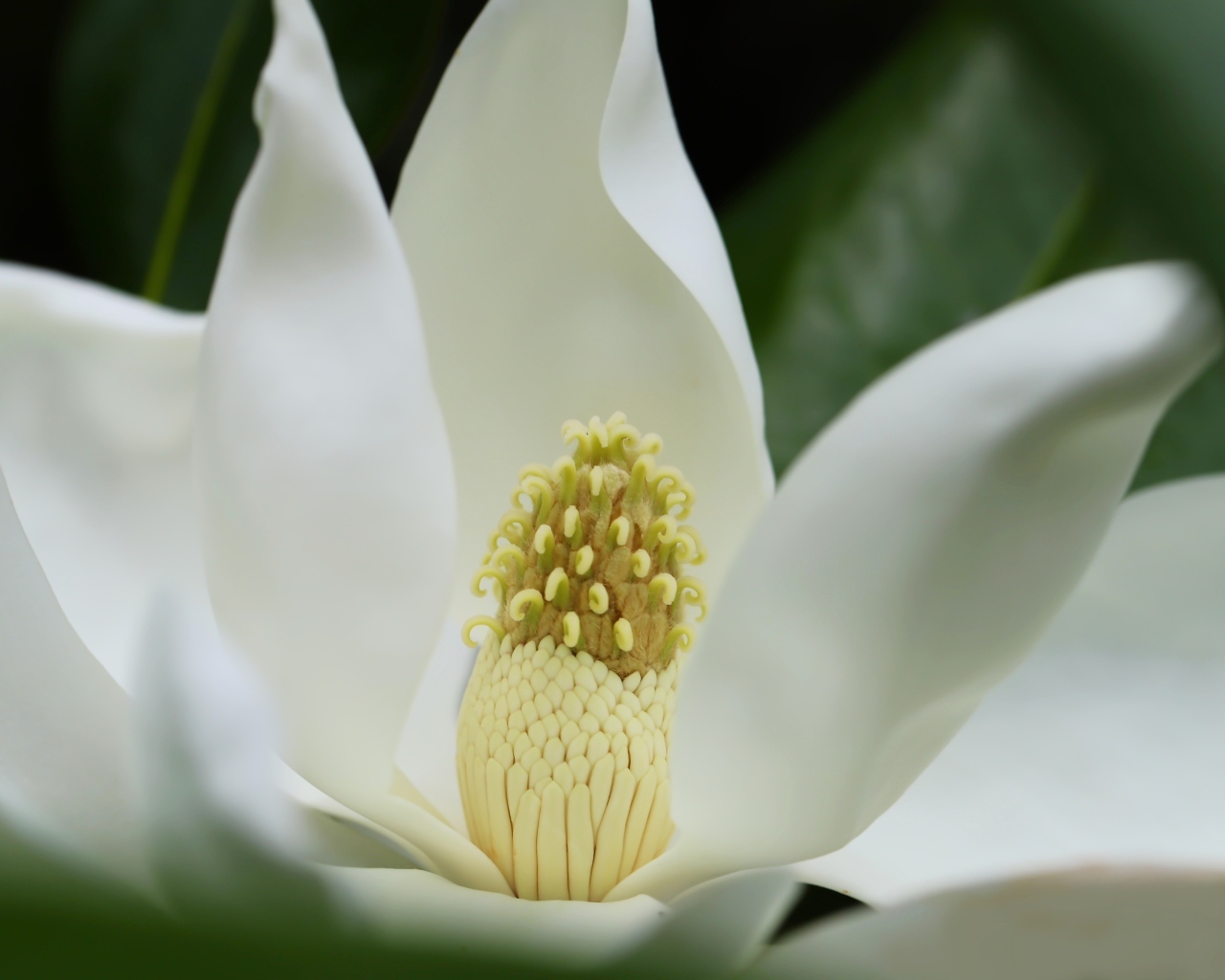 Белый крупный цветок магнолии вблизи