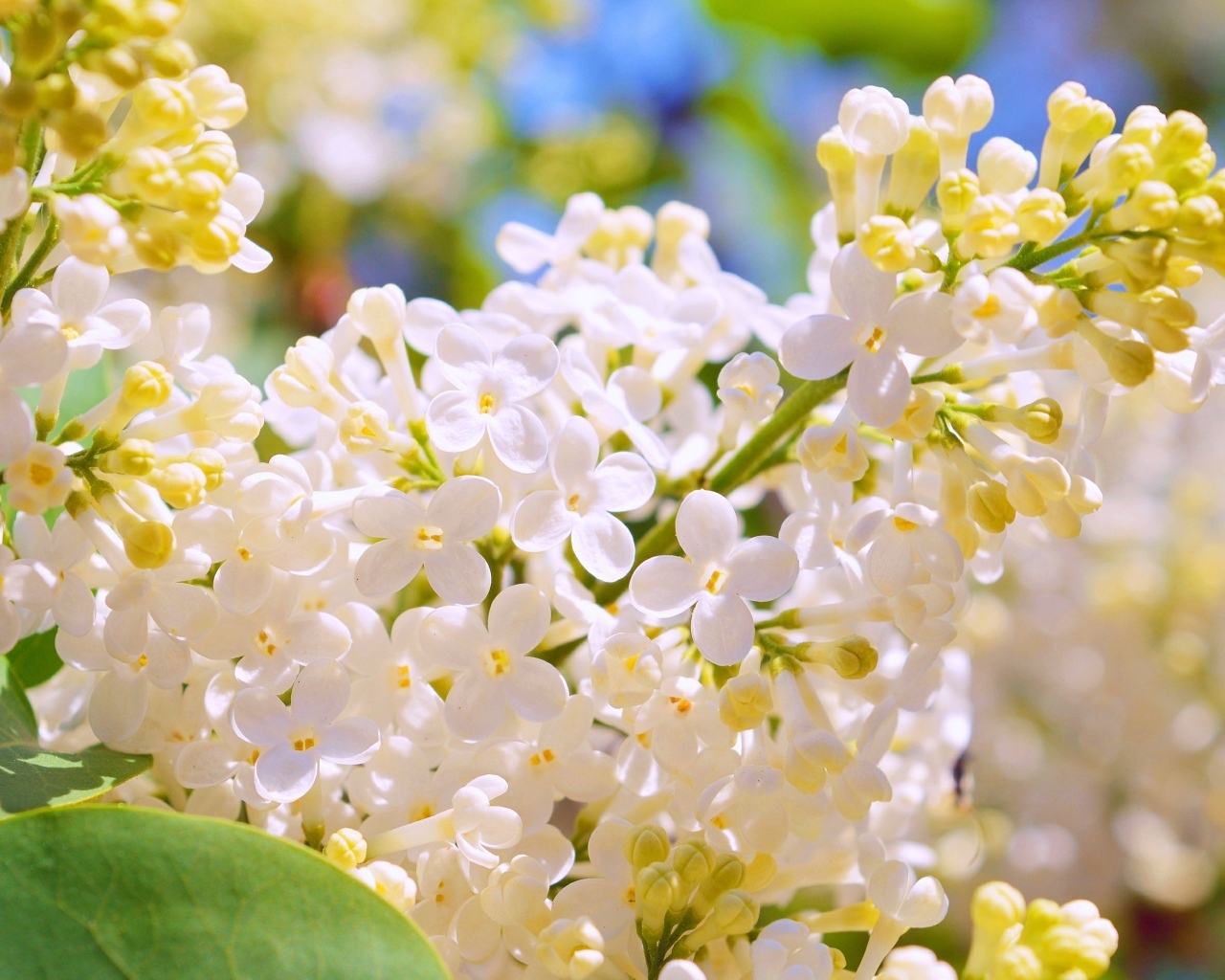 Белые цветы сирени крупным планом