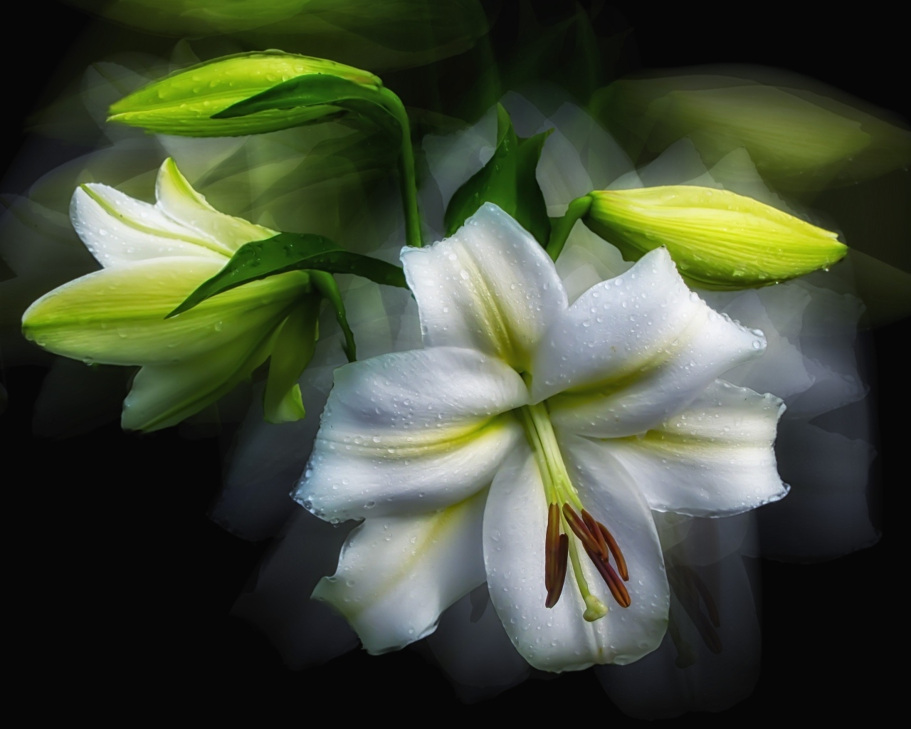Белый цветок лилии с бутонами в каплях росы