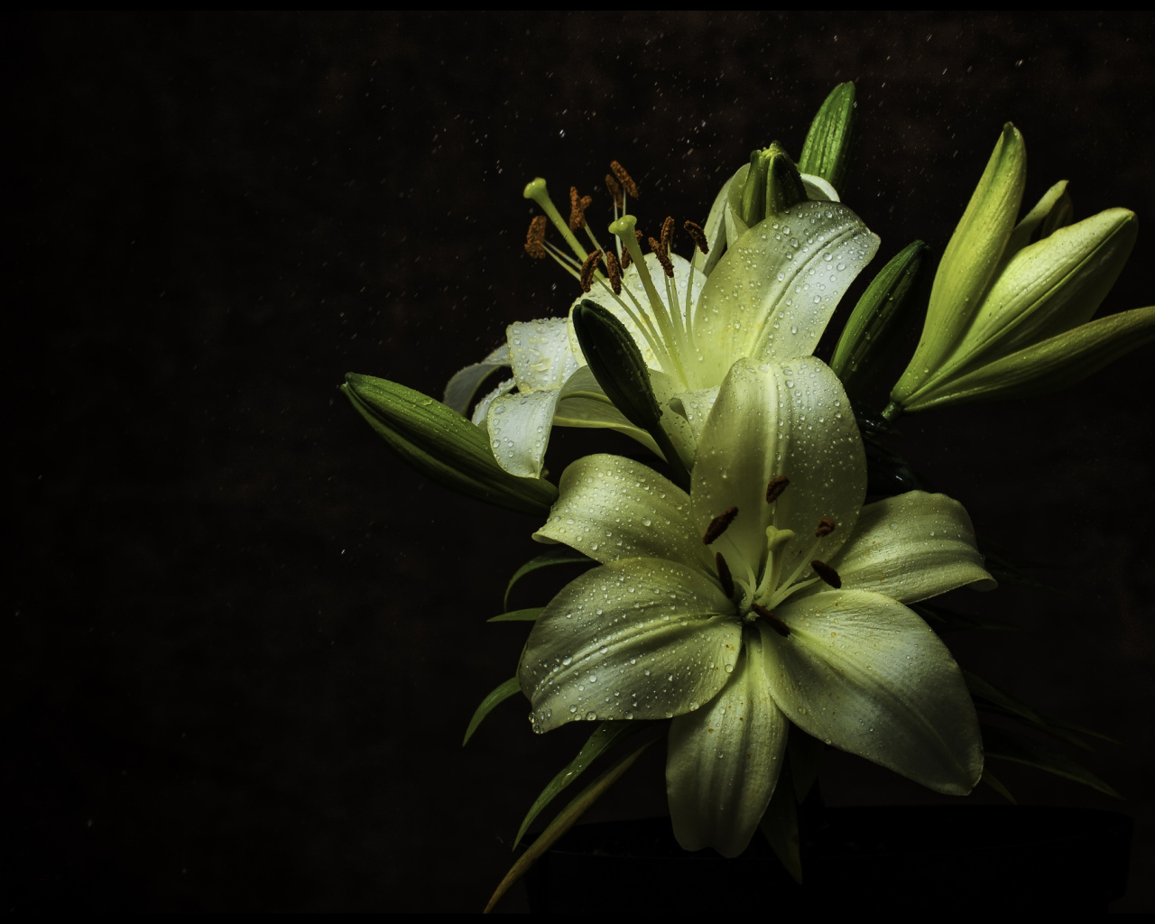 Белые цветы лилии в каплях росы на черном фоне