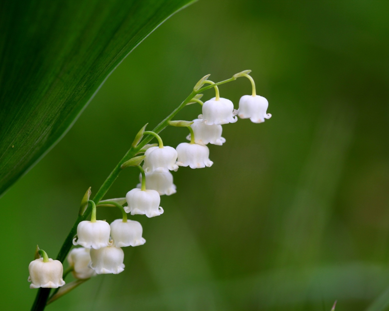 Белый ландыш крупным планом