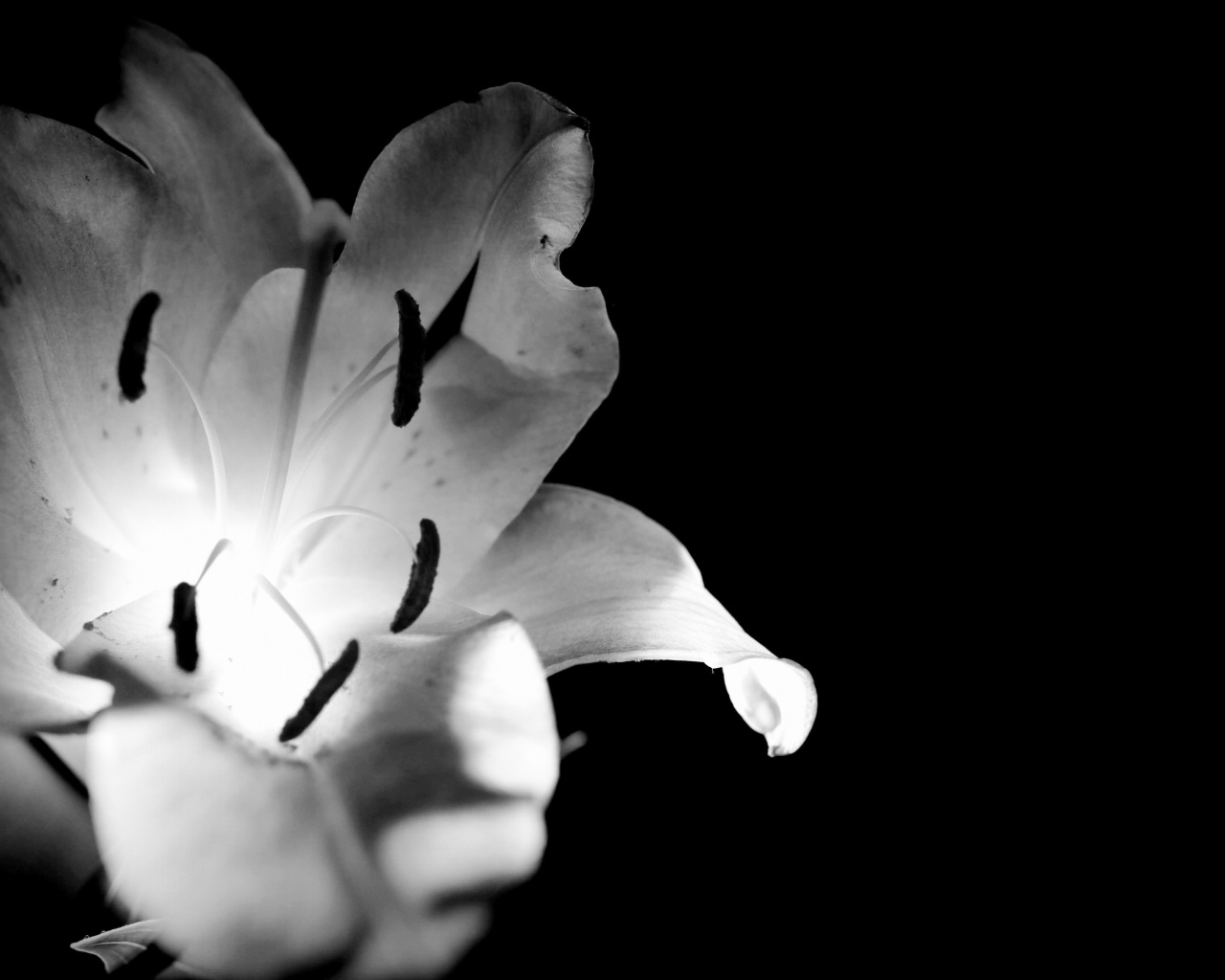 Белая лилия на черном фоне