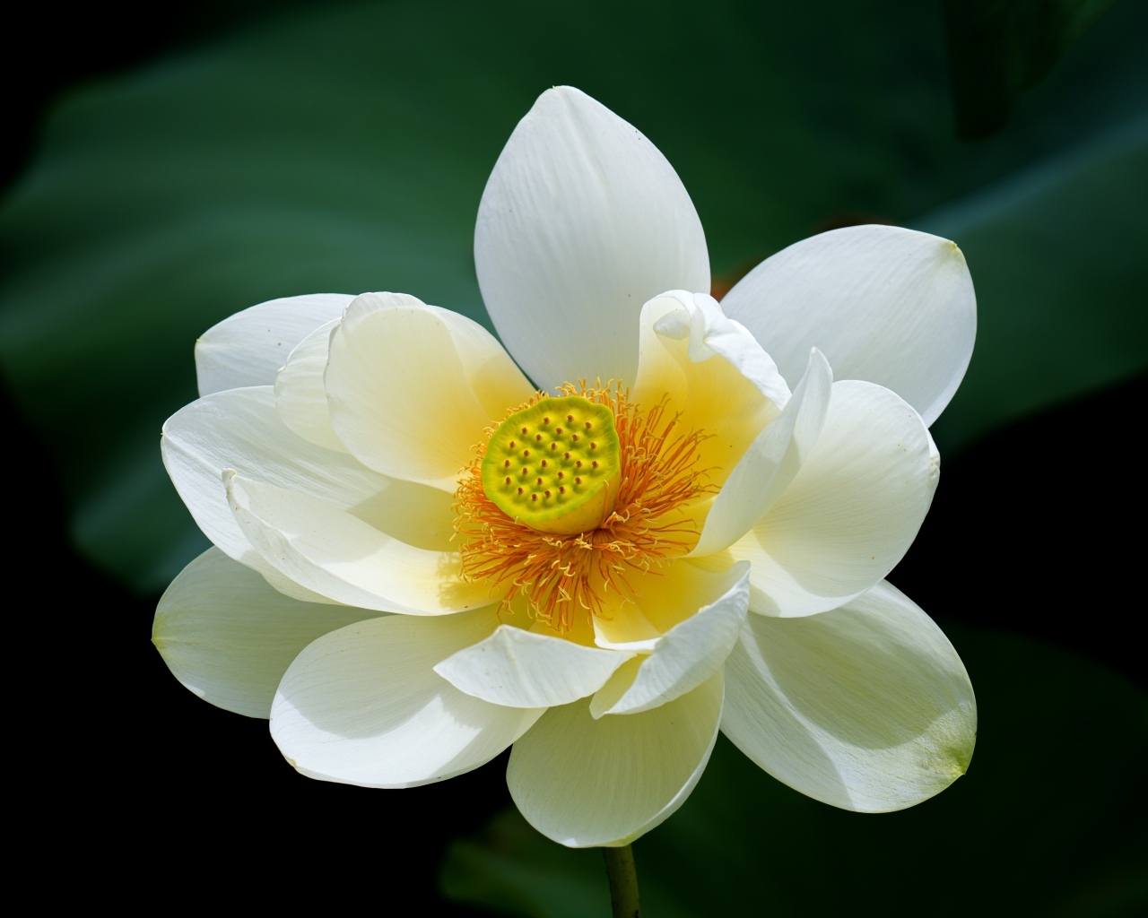 Белый цветок лотоса с желтой серединкой крупным планом