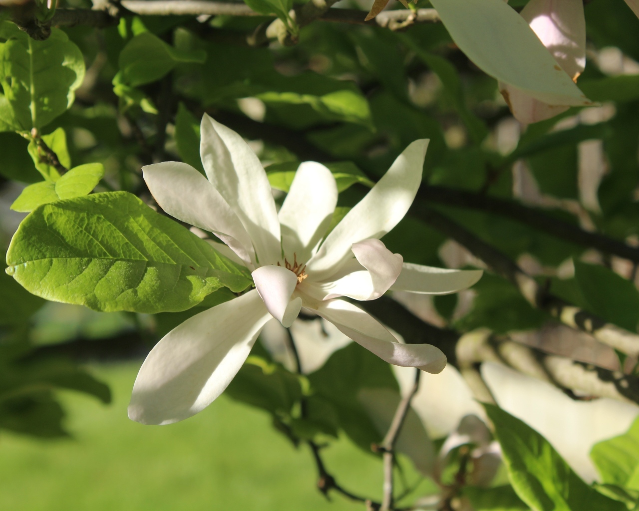 Белый цветок магнолии в зеленых листьях