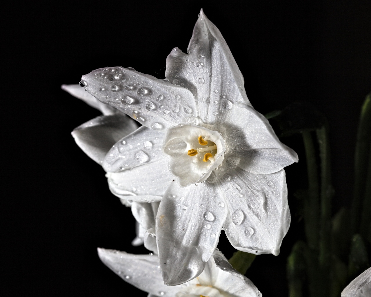 Белый цветок нарцисса в каплях росы