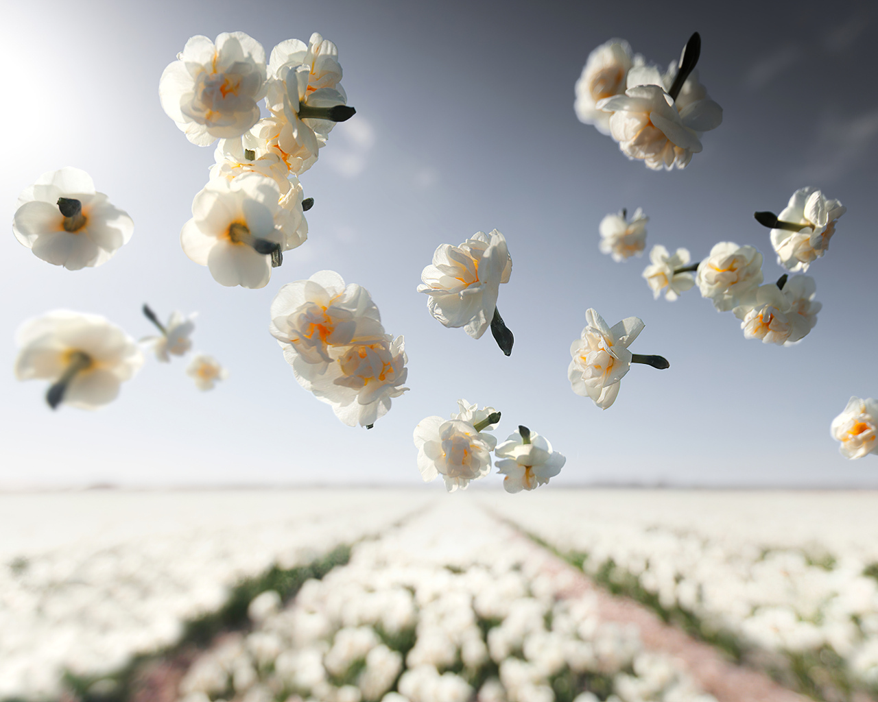Белые цветы нарцисса летят над полем