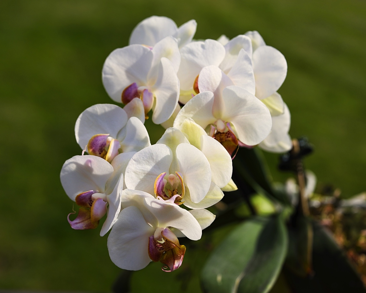 Белые цветы орхидеи в лучах солнца