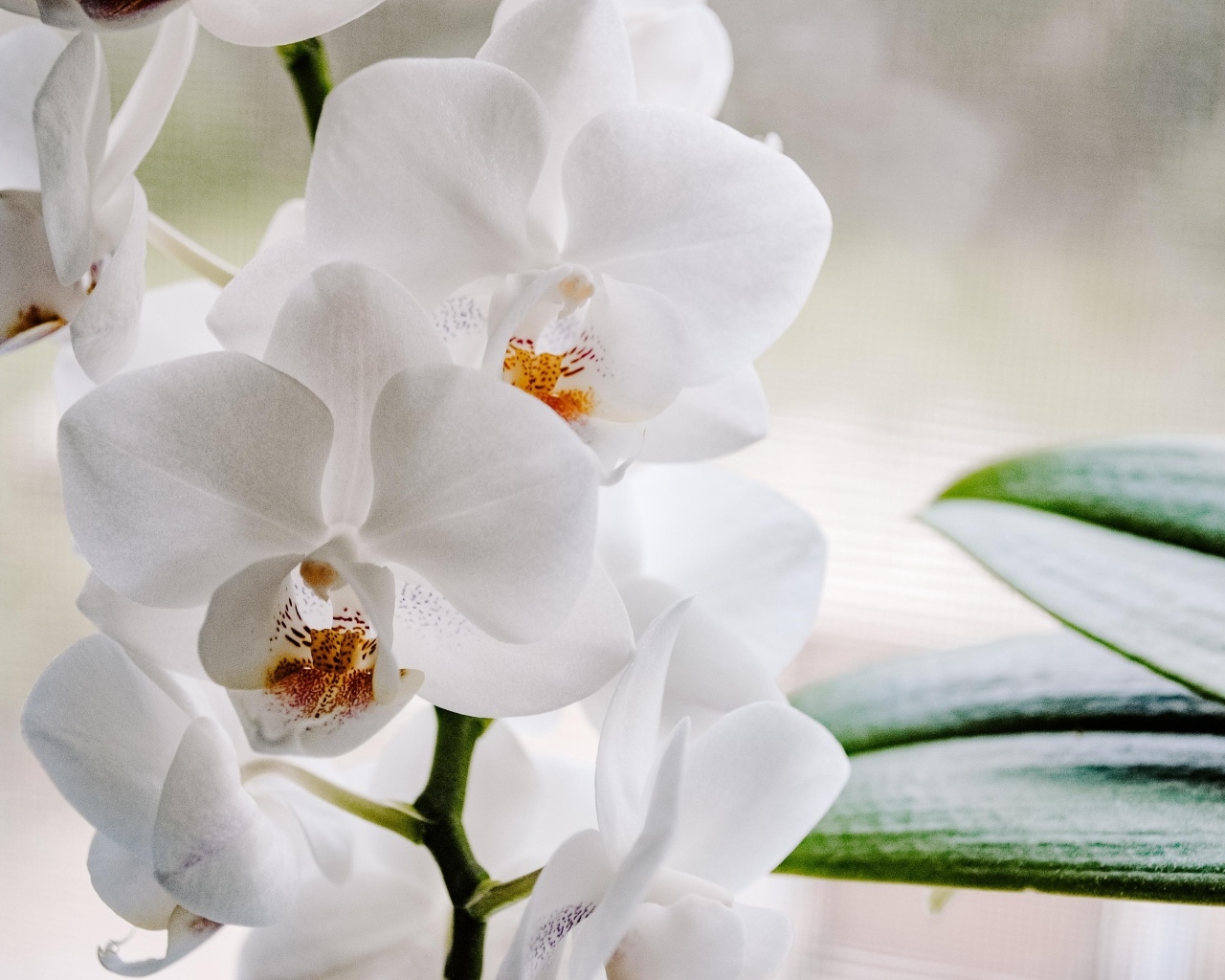 Белые цветы орхидеи с большими зелеными листьями