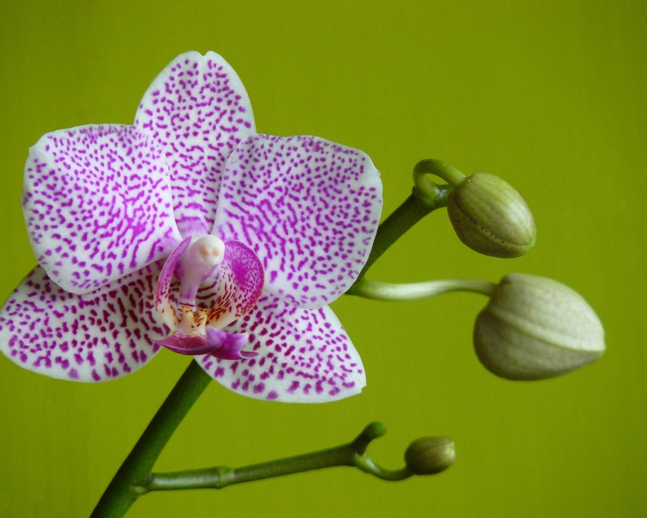 Белая в сиреневую крапинку орхидея с бутонами