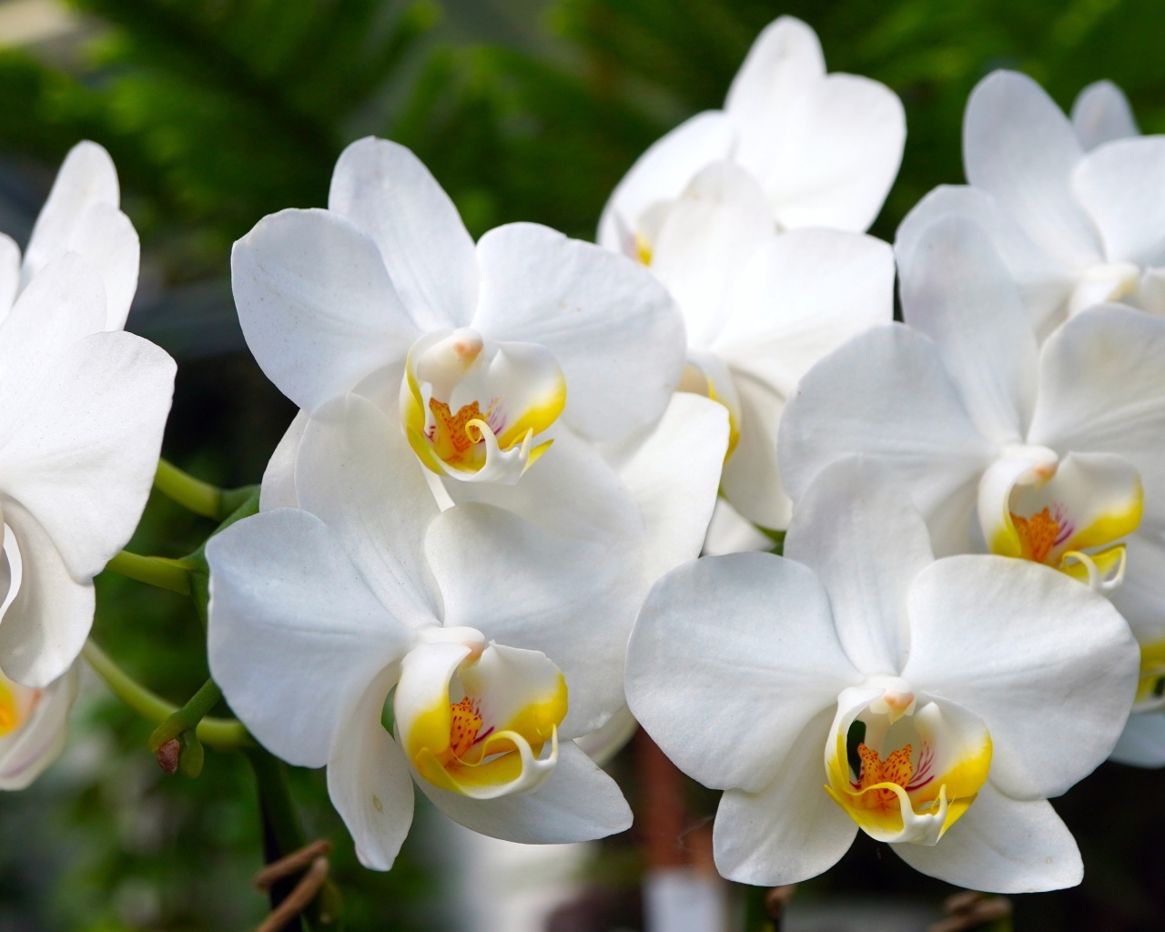 Белые орхидеи крупным планом 
