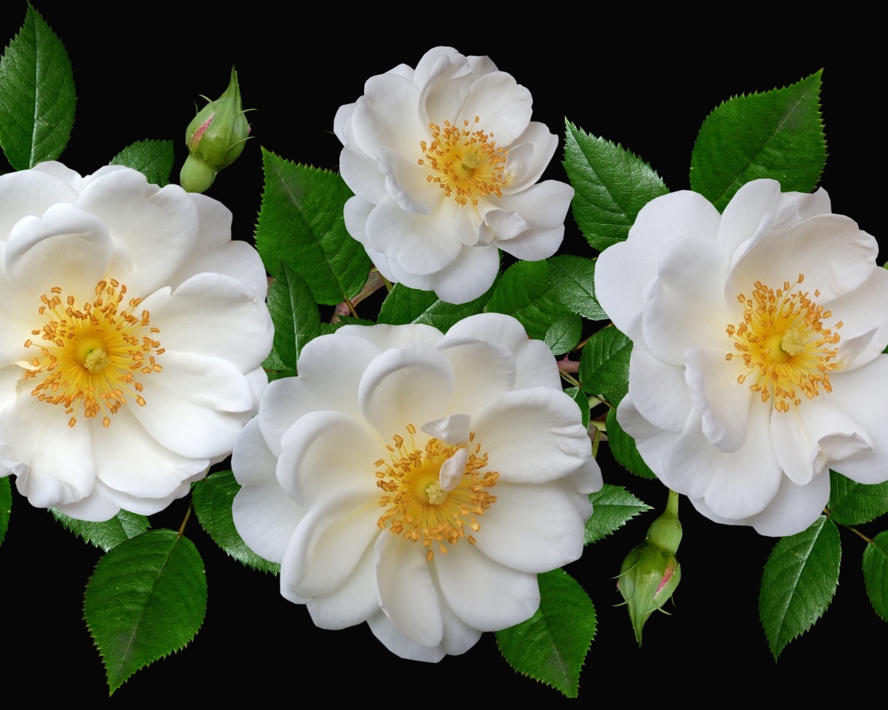 Белые парковые розы с бутонами на черном фоне