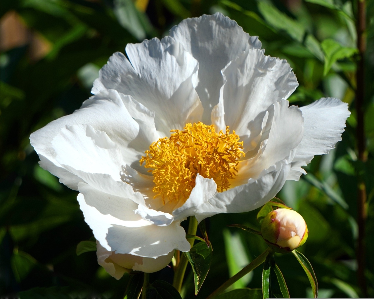 Белый пион с бутоном крупным планом