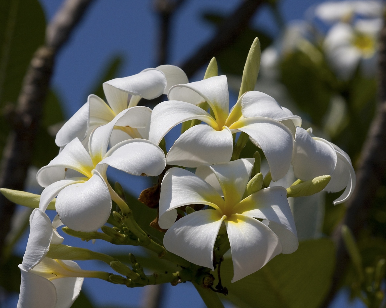Белые цветы плюмерии в лучах солнца