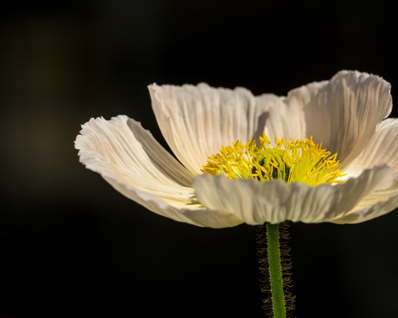 Белый цветок мака крупным планом