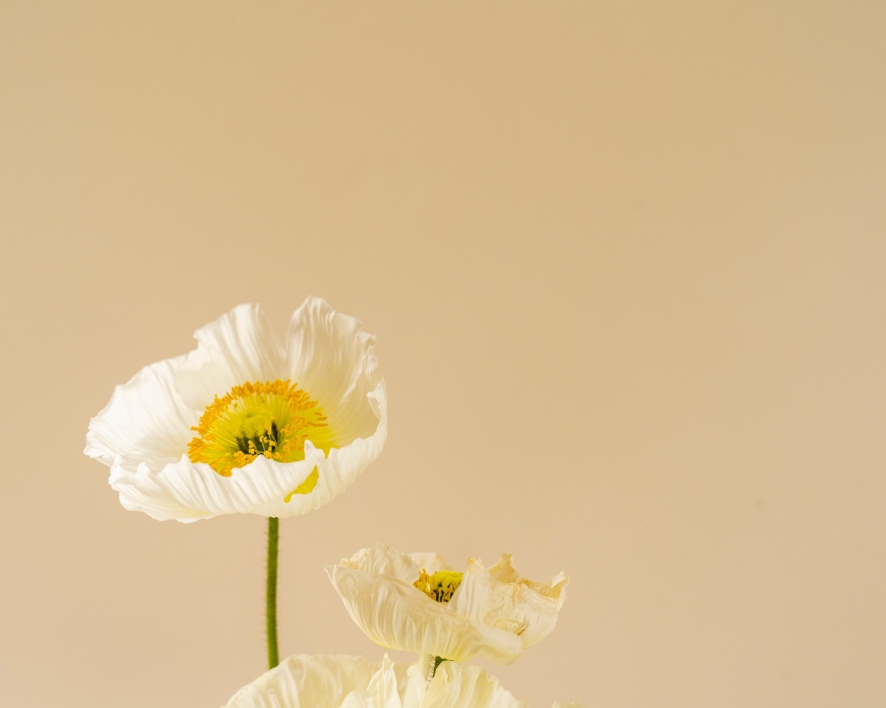 Белые цветы мака на бежевом фоне