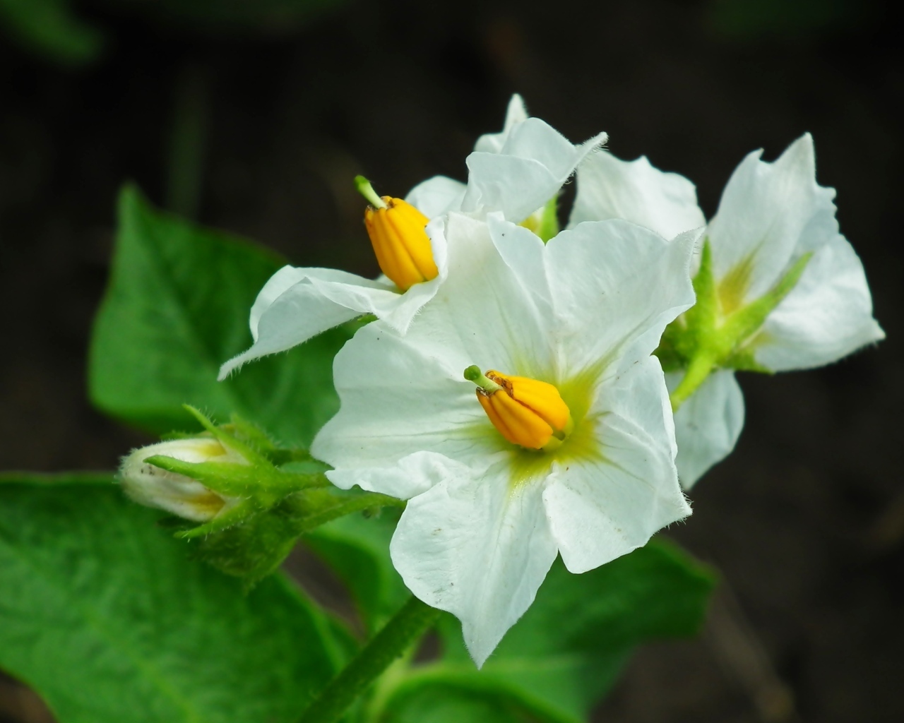 Белые цветы картофеля крупным планом