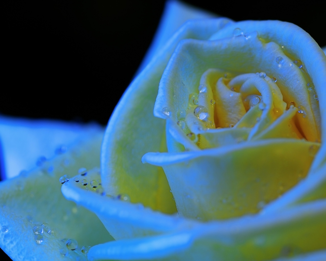 Белый бутон розы в каплях росы